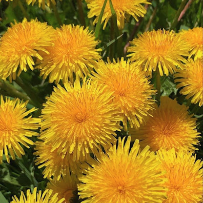 Queer, Bitter and Resilient: A Dandelion Workshop